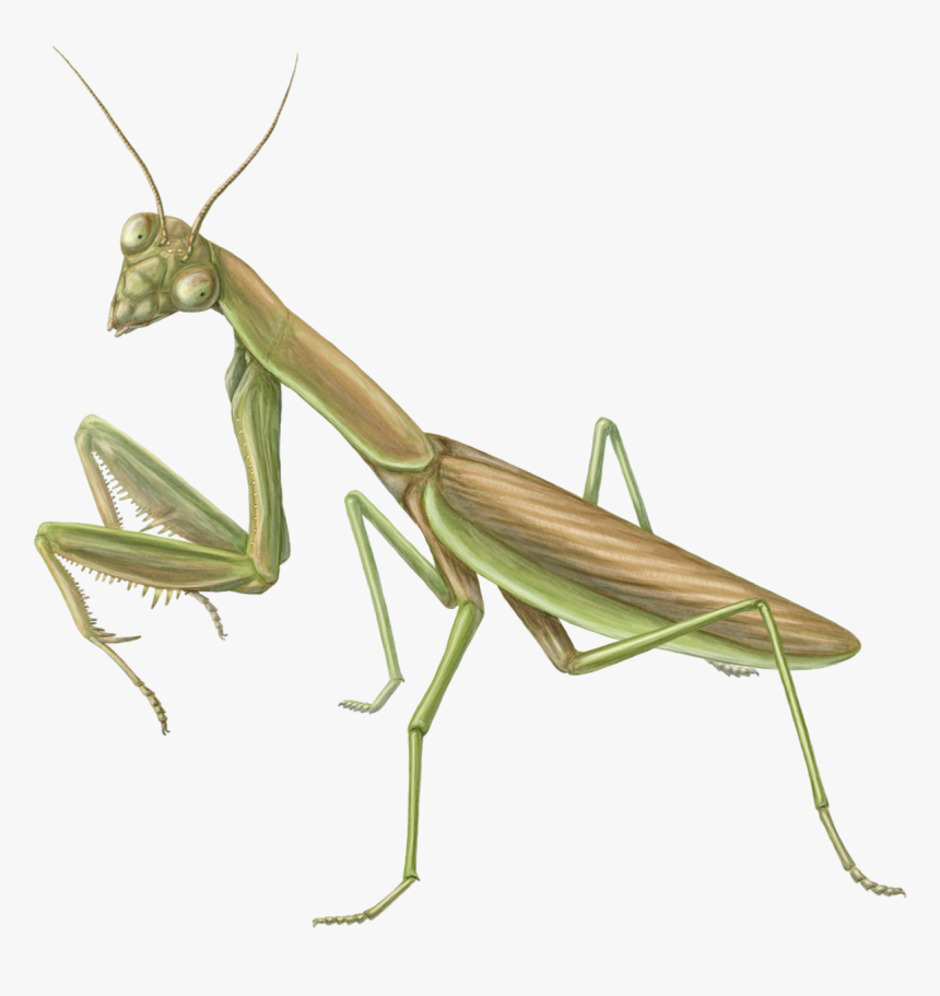 Like Winged Insects,locust - Mantidae, HD Png Download, Free Download