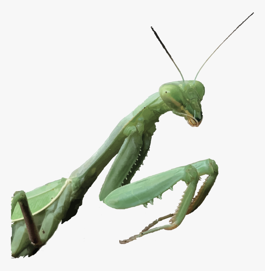 Transparent Mantis Png - Mantidae, Png Download, Free Download