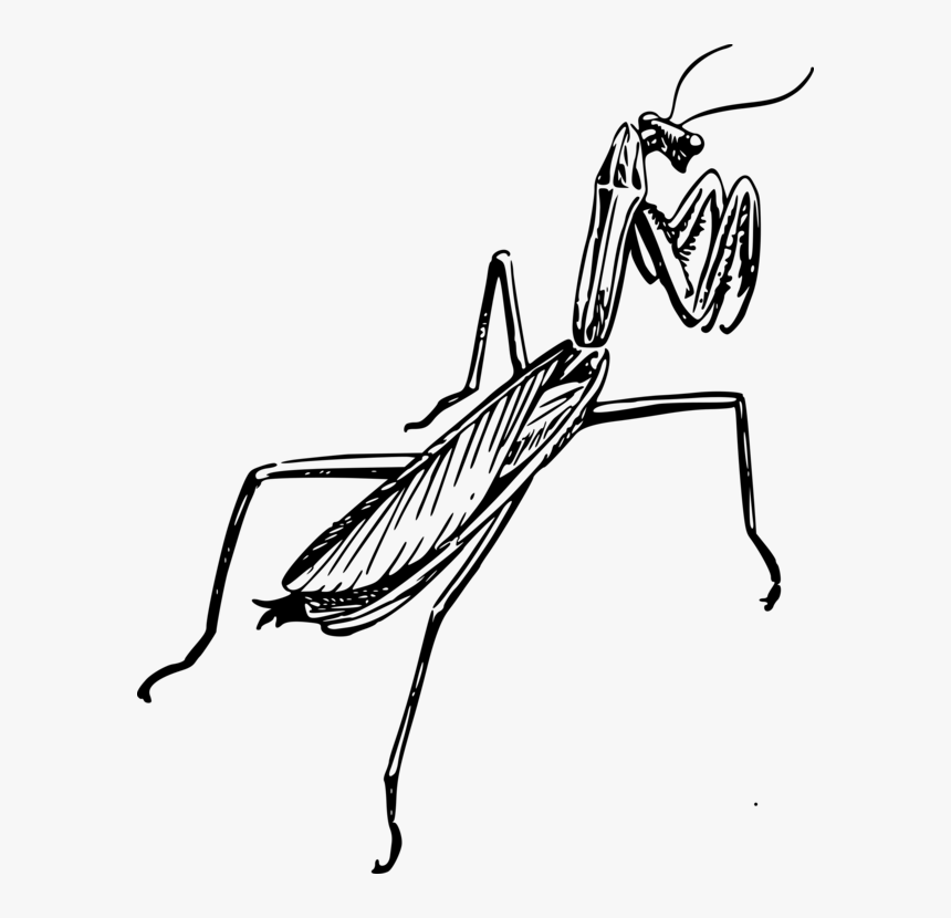 Monochrome - Praying Mantis Line Drawing, HD Png Download, Free Download