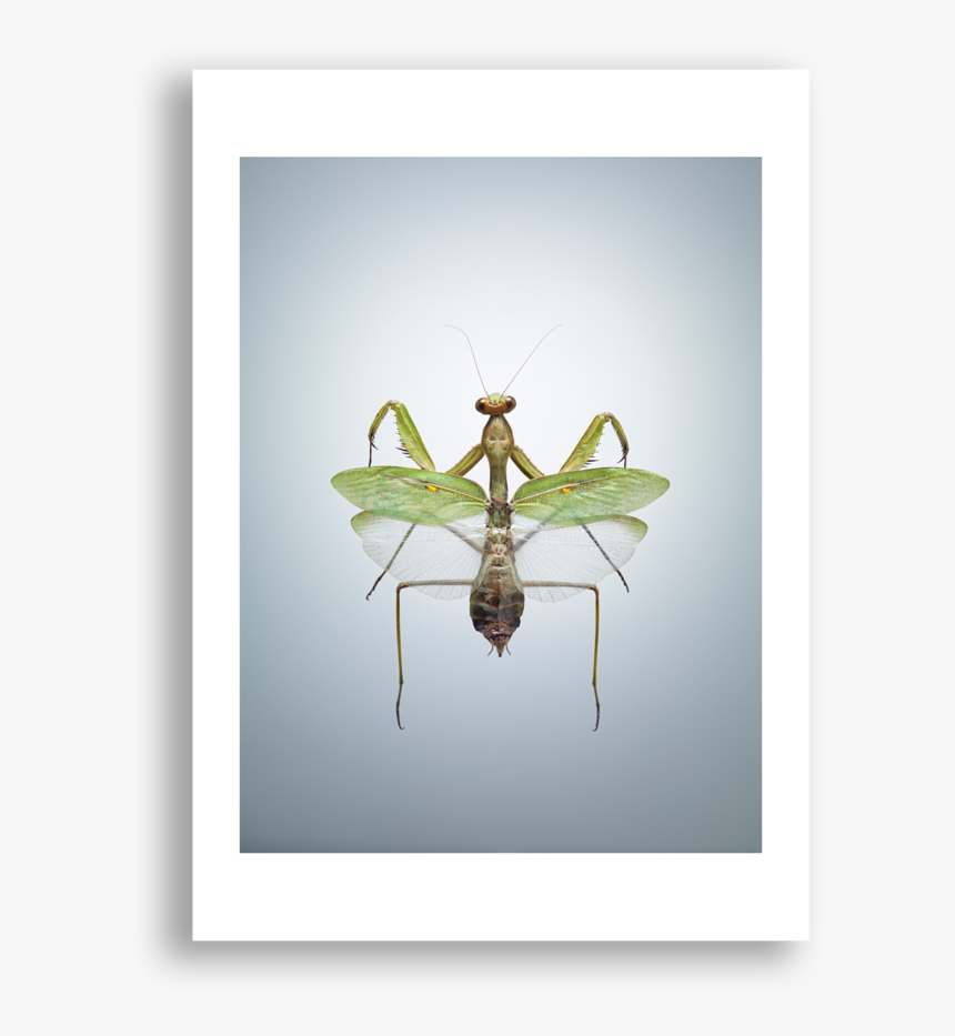 Grasshopper - Western Conifer Seed Bug, HD Png Download, Free Download