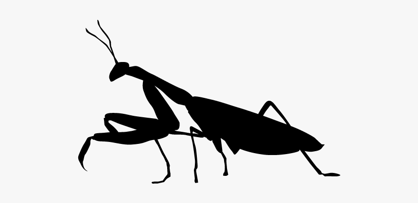 Grasshopper Silhouette Transparent, HD Png Download, Free Download