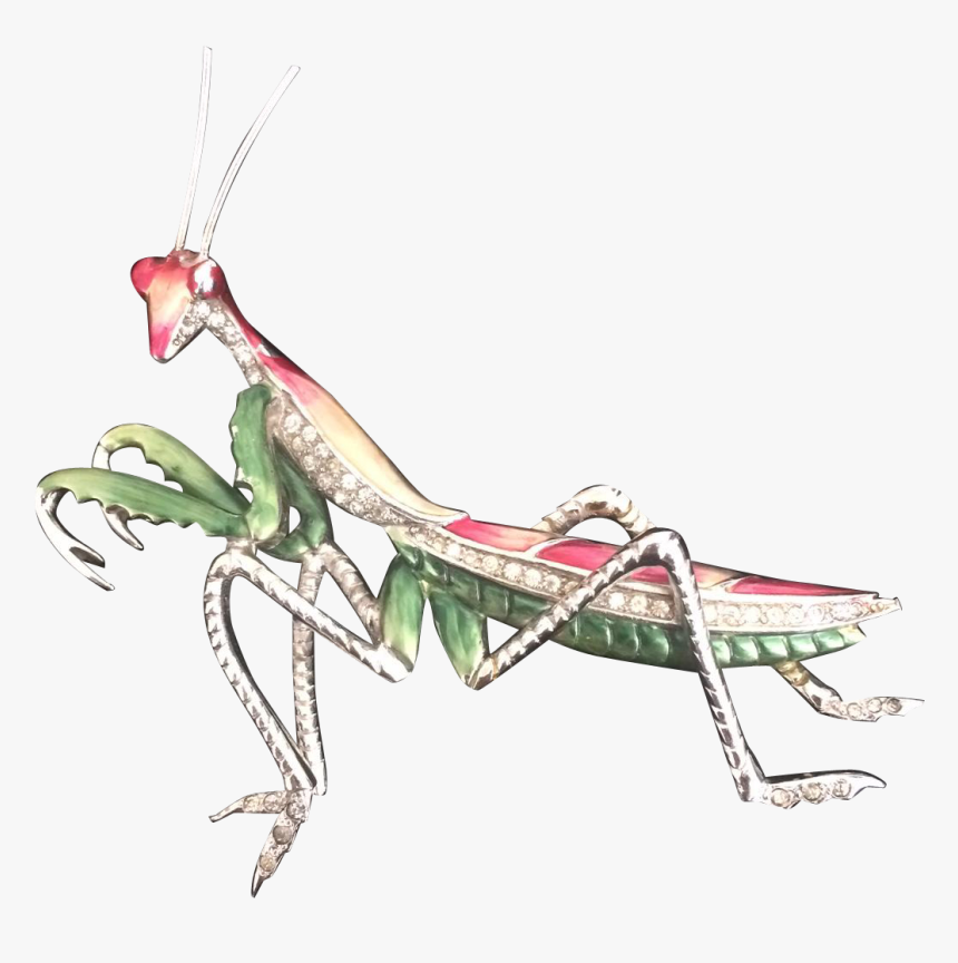 Preying Or Praying Mantis, Whichever Way You Spell - Mantidae, HD Png Download, Free Download