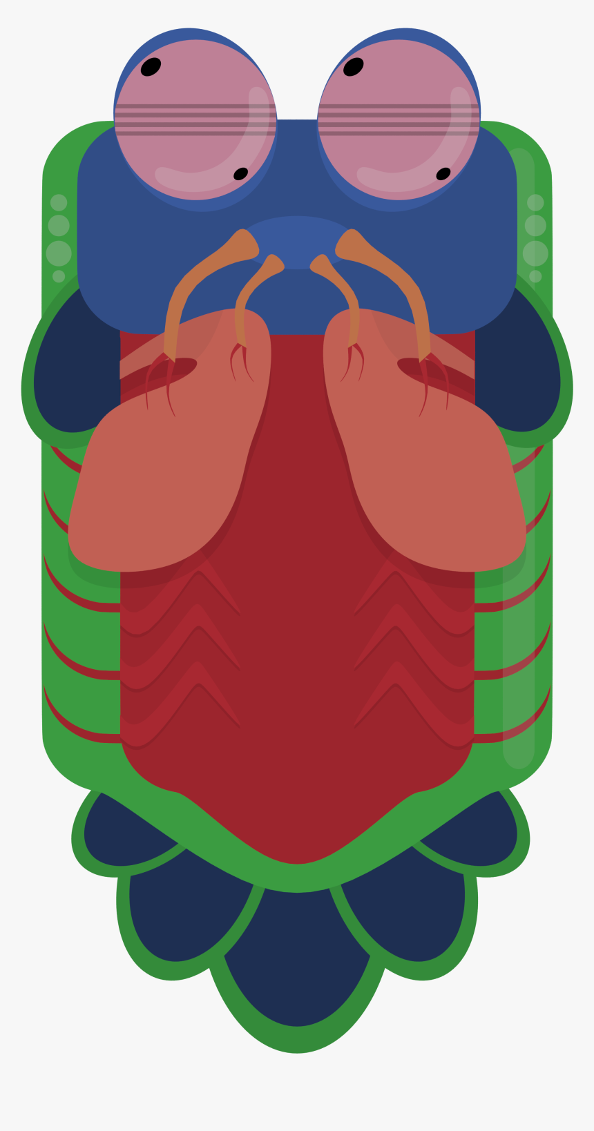 Animal[animal] [artwork Only] Mantis Shrimp - Deeeep Io Mantis Shrimp, HD Png Download, Free Download