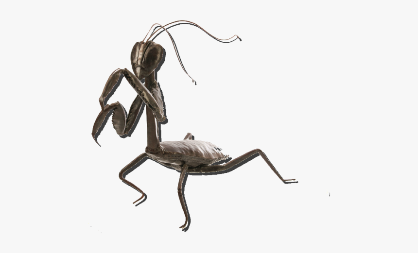 Metal Mantis - Colby Brinkman - Mantidae, HD Png Download, Free Download