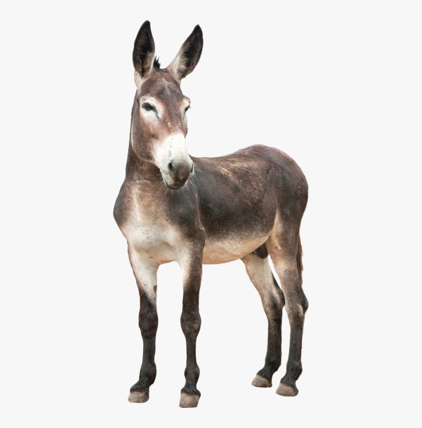 Donkey Png, Transparent Png, Free Download