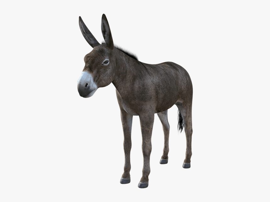 Burro, HD Png Download, Free Download