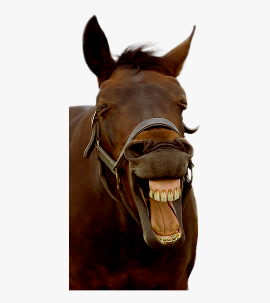 Horse - Horse With A Smile, HD Png Download, Free Download
