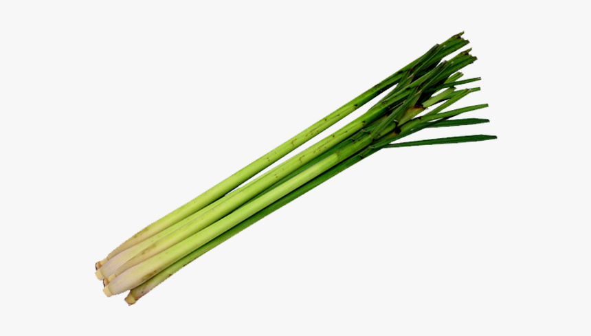 Welsh Onion, HD Png Download, Free Download