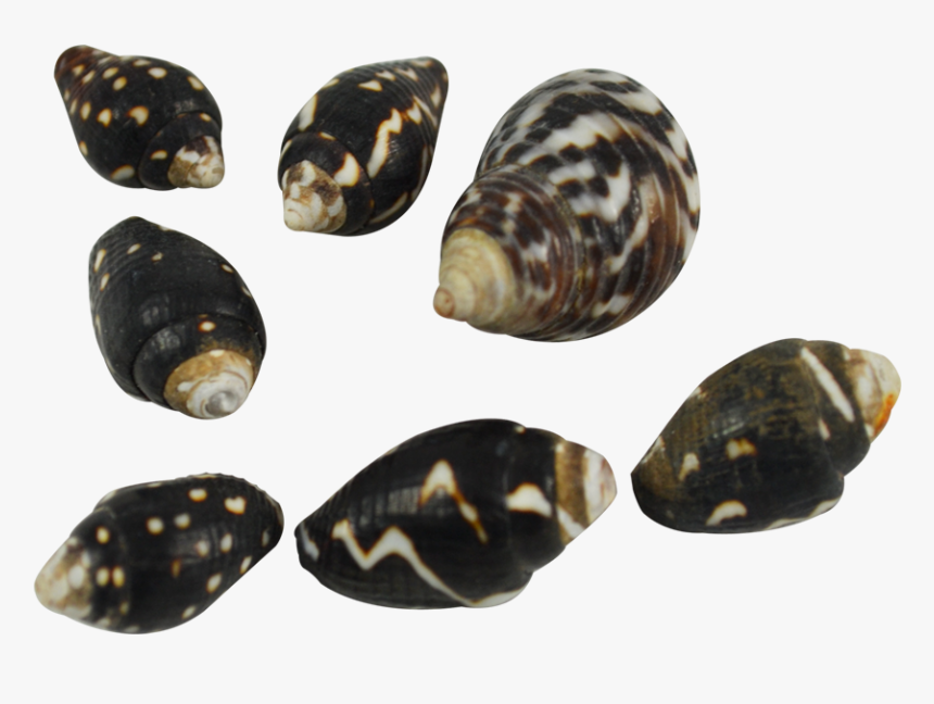 Dove Collumbella Craft Seashells, HD Png Download, Free Download