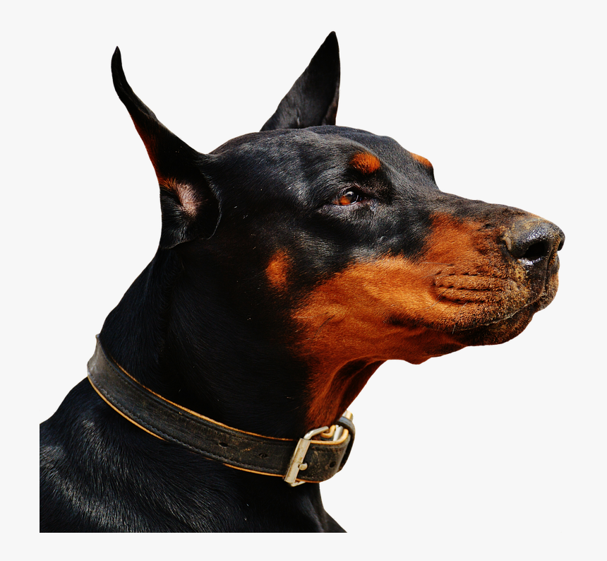 Doberman Png 7 » Png Image - Hom Security Best Dog, Transparent Png, Free Download