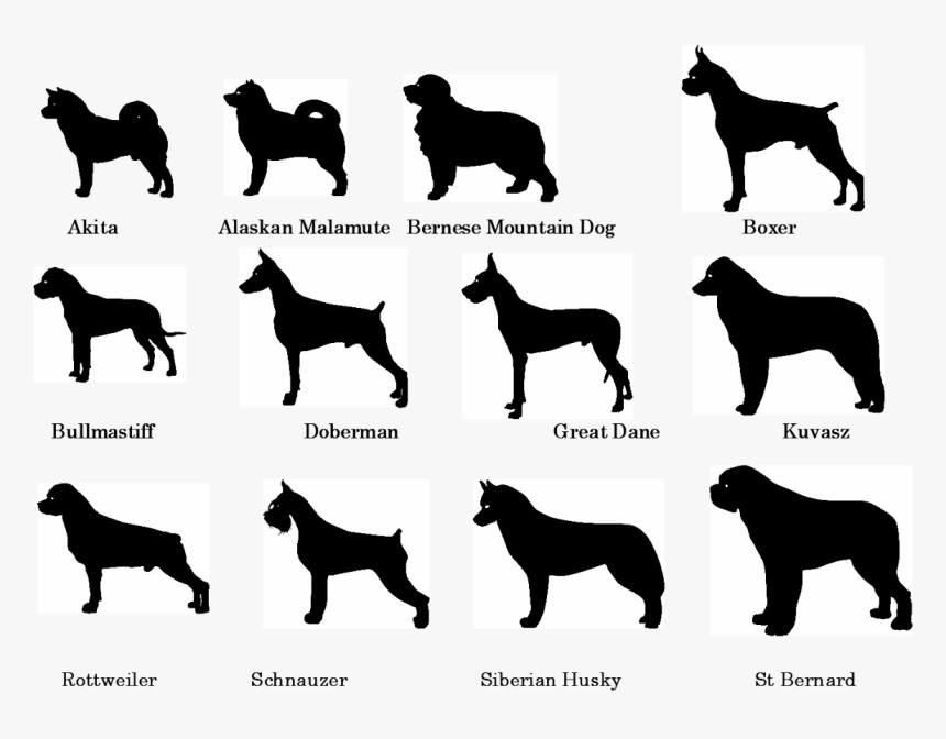 Poodle Dog Breed Royalty-free - Doberman Great Dane Rottweiler, HD Png Download, Free Download