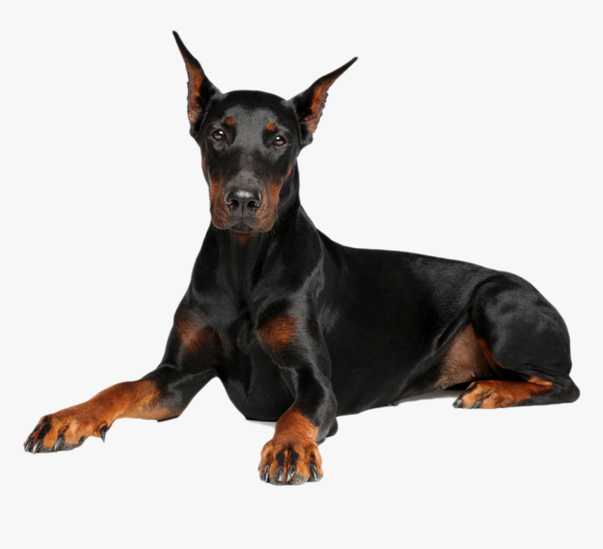 Doberman Fondo Blanco Niña, HD Png Download, Free Download