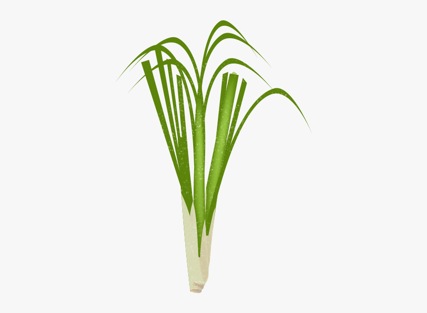 Lemongrass - Hierochloe, HD Png Download, Free Download