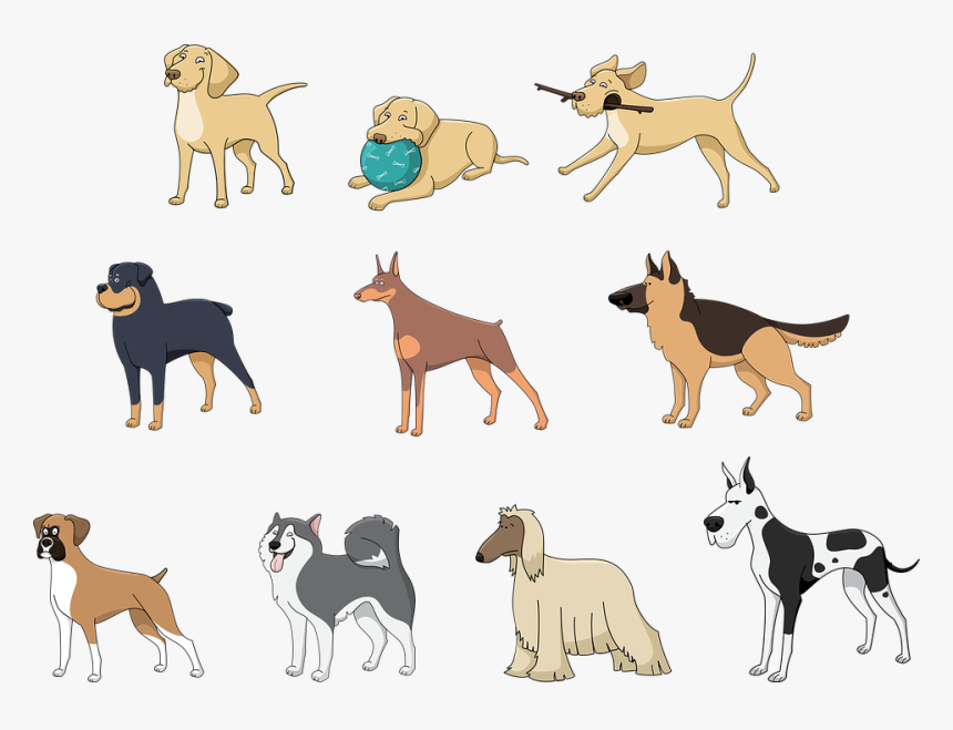 Animals, Pets, Dog, Afghan Hound, Boxer, Doberman - Milyen Kutya Illik Hozzám, HD Png Download, Free Download