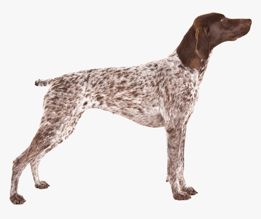 Cartoon German Shorthaired Pointer, HD Png Download, Free Download