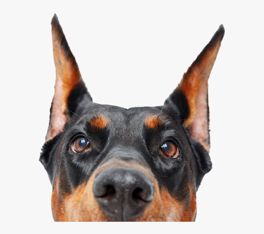Doberman - Doberman Profile White Background, HD Png Download, Free Download