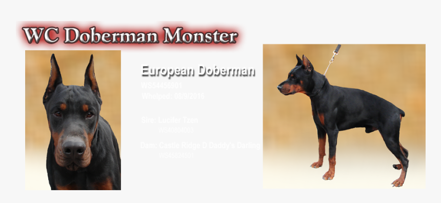 Dobermann, HD Png Download, Free Download