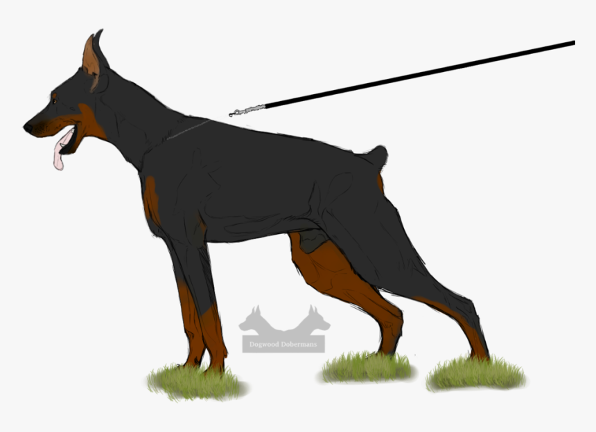 Collection Of Free Doberman Drawing Front Download - Dobermann, HD Png Download, Free Download
