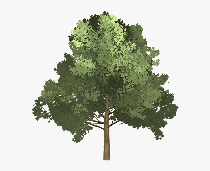 Maple, Tree, Painted Tree, Green, Nature - Tree Illustration Png, Transparent Png, Free Download