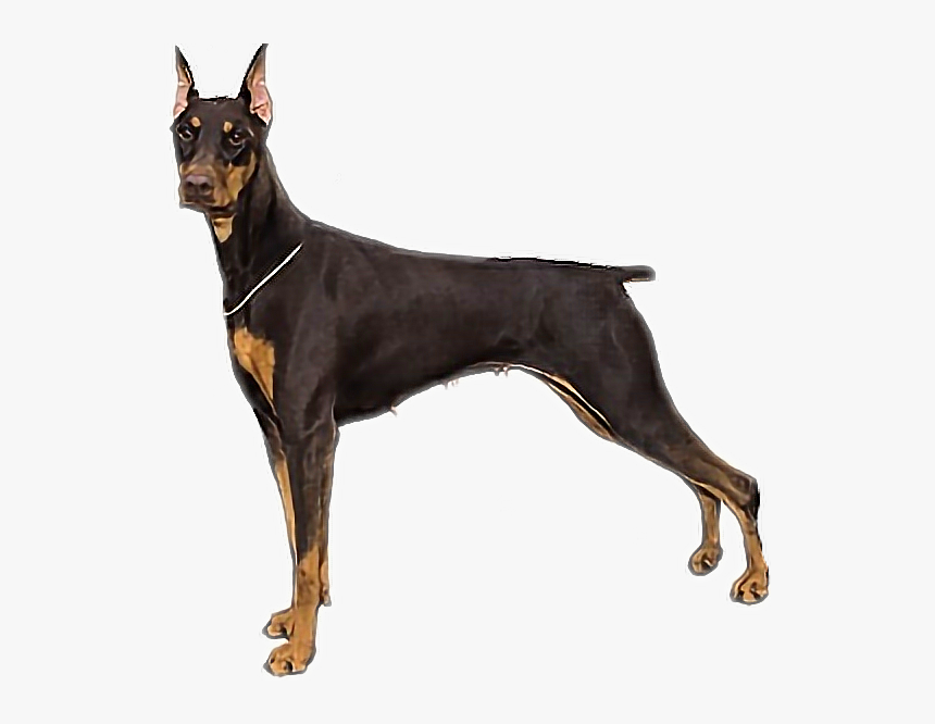 #doberman #dog - Doberman Pinscher, HD Png Download, Free Download