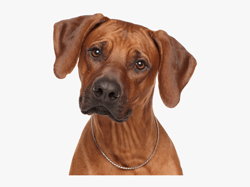 Doberman Weimaraner Mix - Razorback Dog, HD Png Download, Free Download