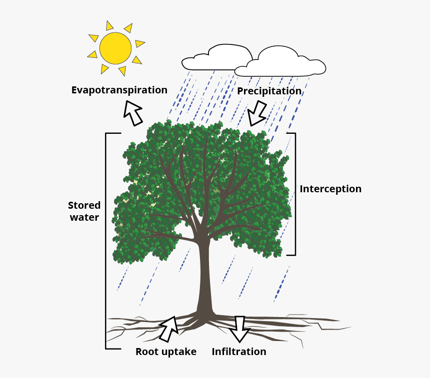 An Illustration Showing How Trees Manage Stormwater - Plant Interception, HD Png Download, Free Download