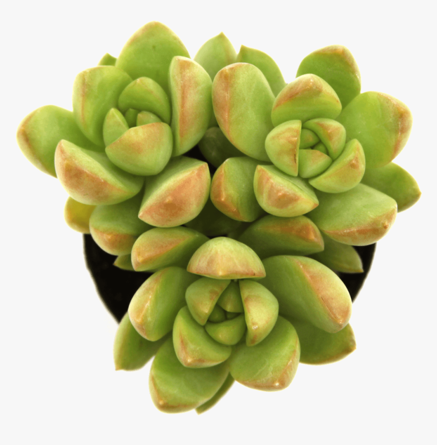 Succulent Top View Png, Transparent Png, Free Download