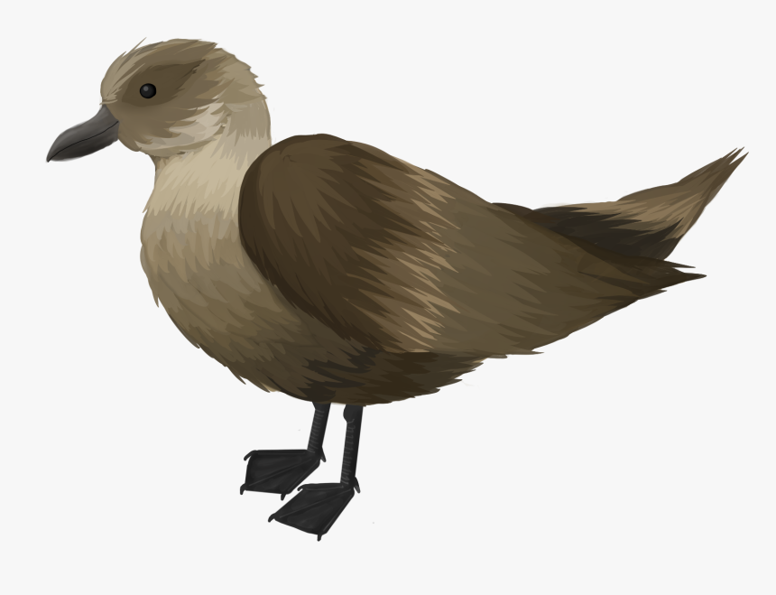 Seabird, HD Png Download, Free Download