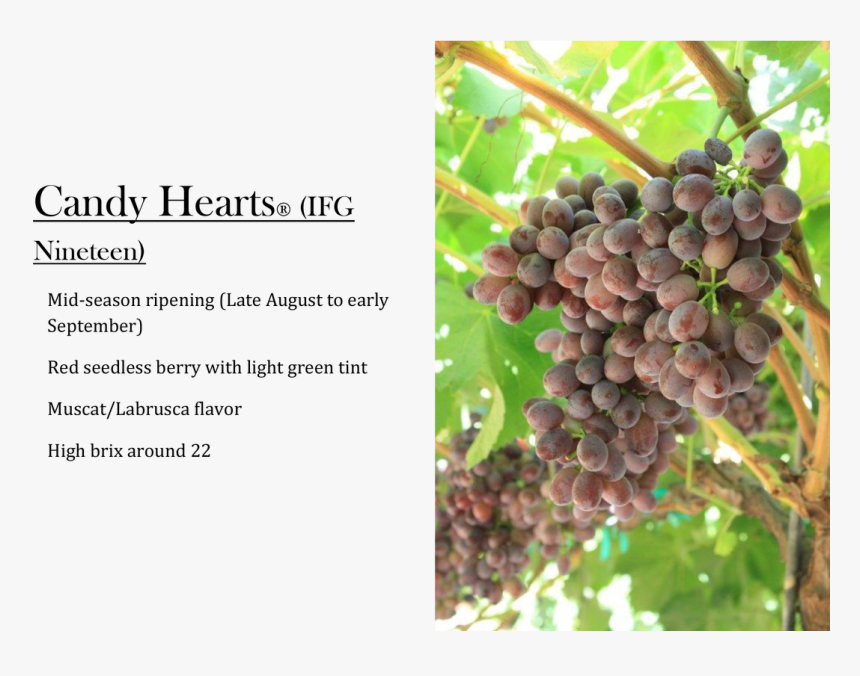Candy Hearts Grapes, HD Png Download, Free Download