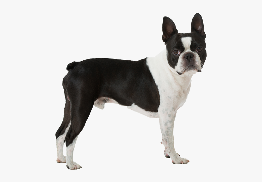 Boston Terrier Transparent Background, HD Png Download, Free Download