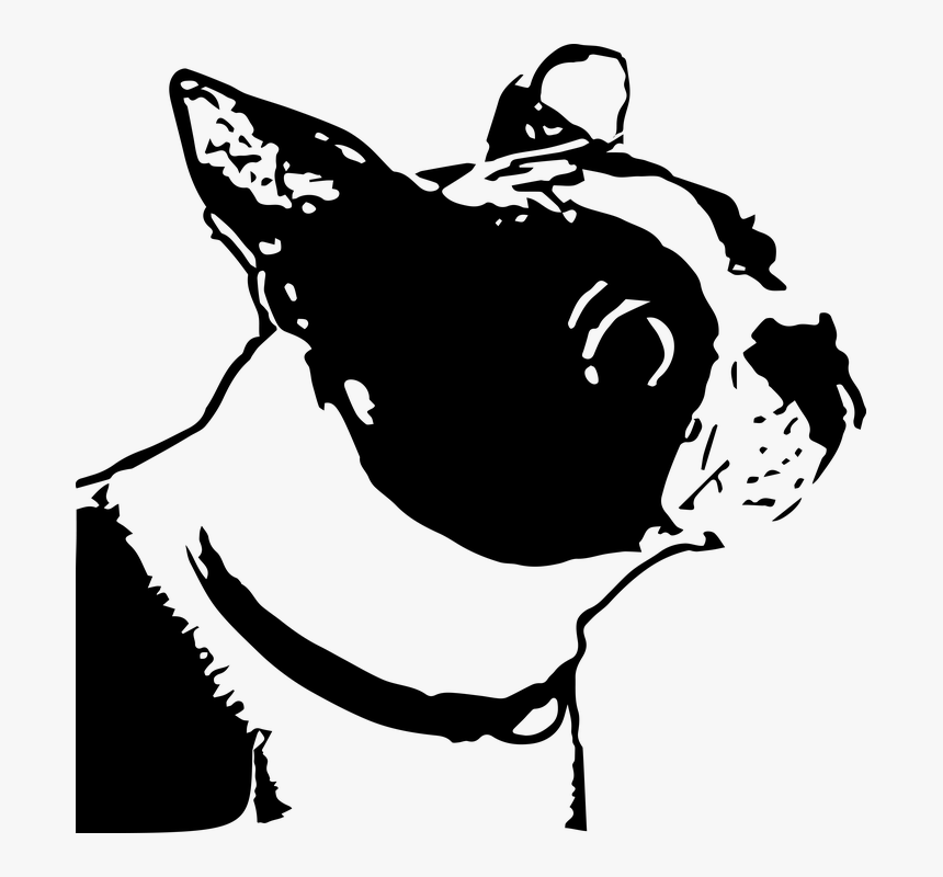 Dog, Boston Terrier, Animal, Canine, Adorable, Line - Dog, HD Png Download, Free Download