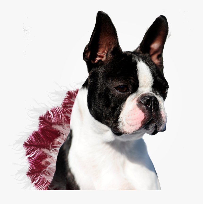 Boston Terrier Finished Champion 2018, HD Png Download, Free Download