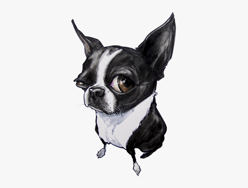 Drawing Of A Boston Terrier, HD Png Download - kindpng