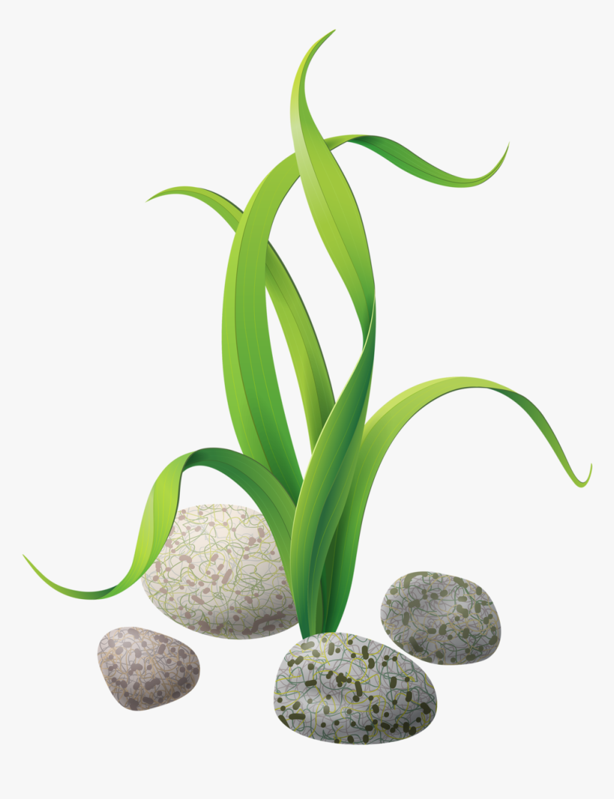 Algae Seaweed Clip Art - Seaweed Png, Transparent Png, Free Download