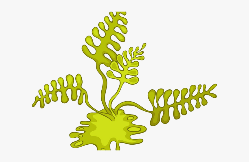 Algae Cartoon Cliparts - Cartoon Algae Png, Transparent Png, Free Download