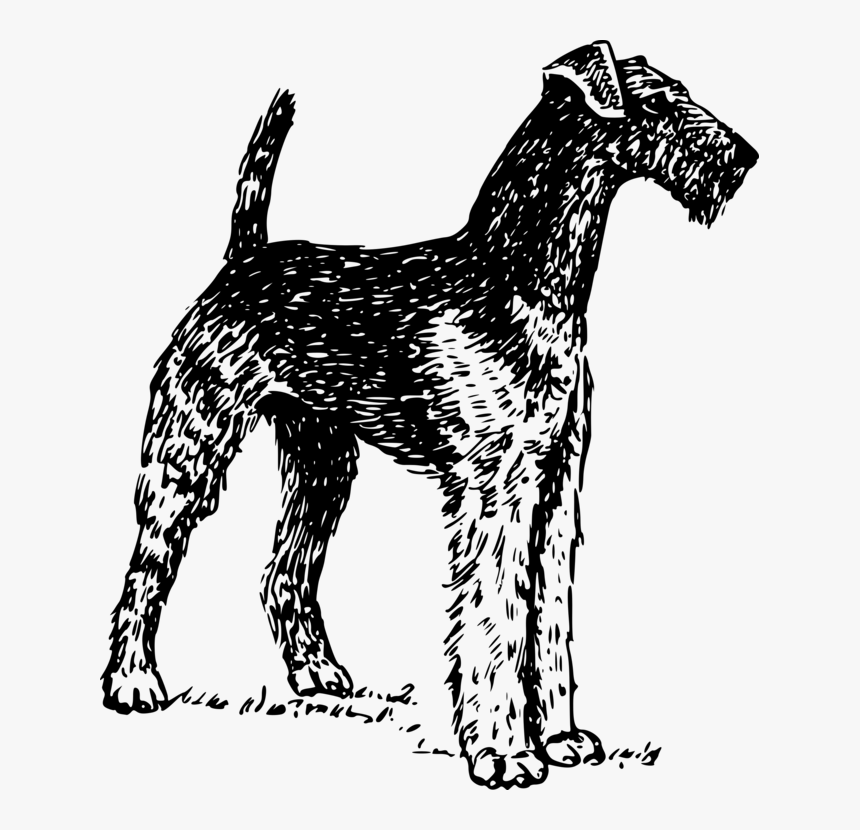 Schnauzer,lakeland Terrier,miniature Schnauzer - Airedale Clipart, HD Png Download, Free Download