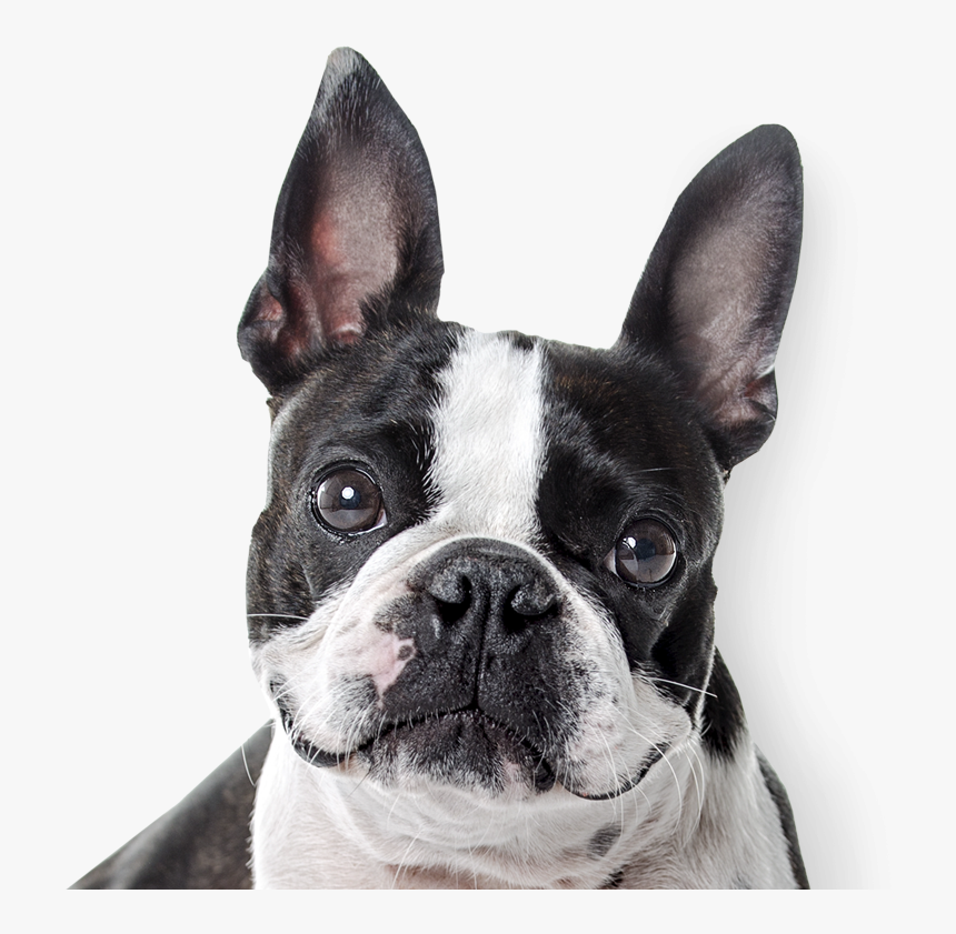 French Bulldog , Png Download - Boston Terrier Nose, Transparent Png, Free Download