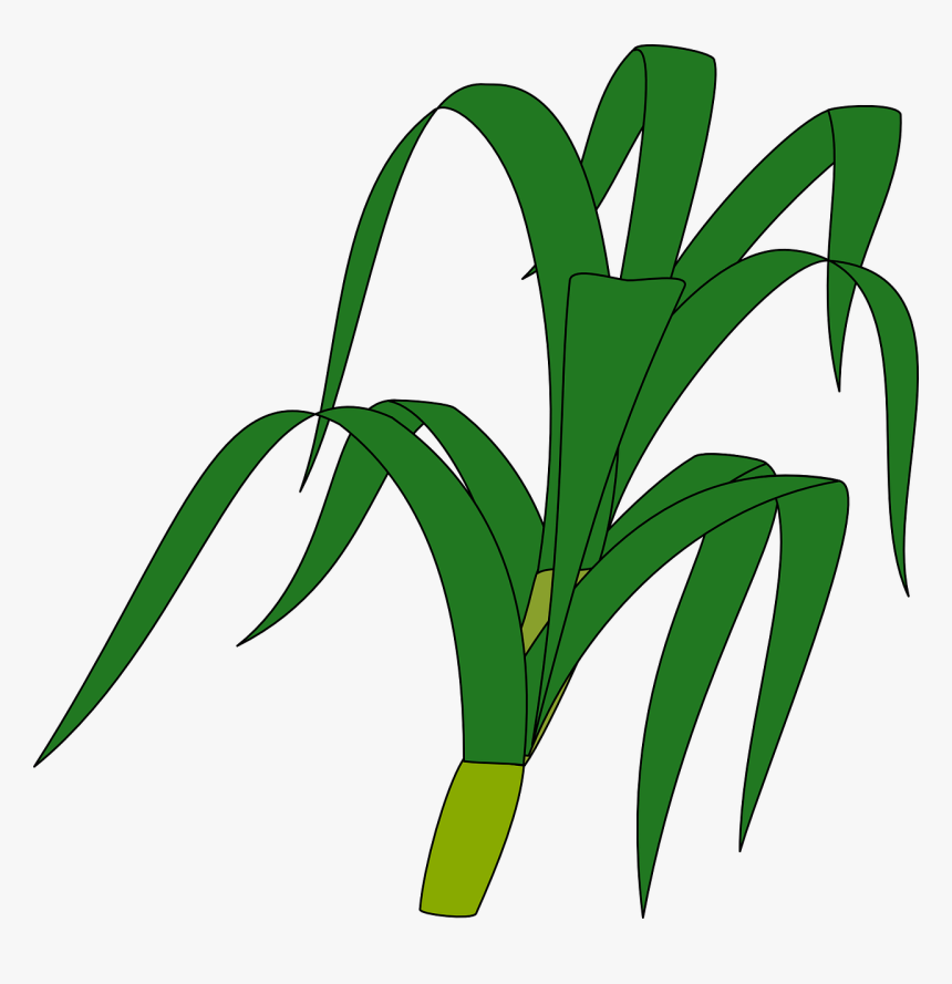 Jungle Plants Cliparts 20, Buy Clip Art - Stalk Clipart, HD Png Download, Free Download