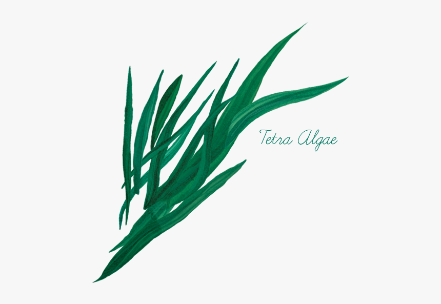 Tetra Algae - Grass, HD Png Download, Free Download