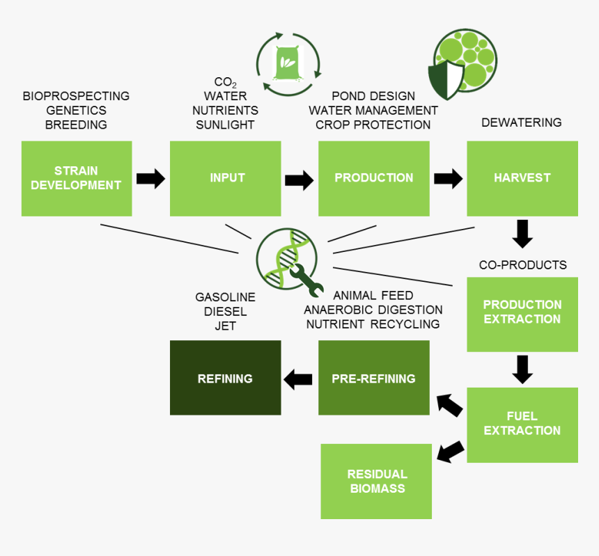 Algae Biofuel Life Cycle, HD Png Download, Free Download