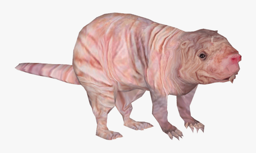 Naked Mole - Naked Mole Rat No Background, HD Png Download, Free Download