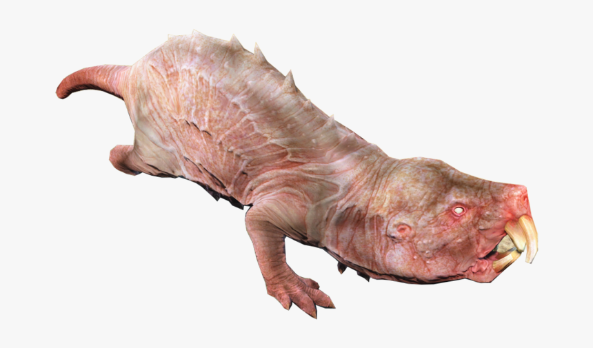 Mole Rat - Naked Mole Rat Png, Transparent Png, Free Download