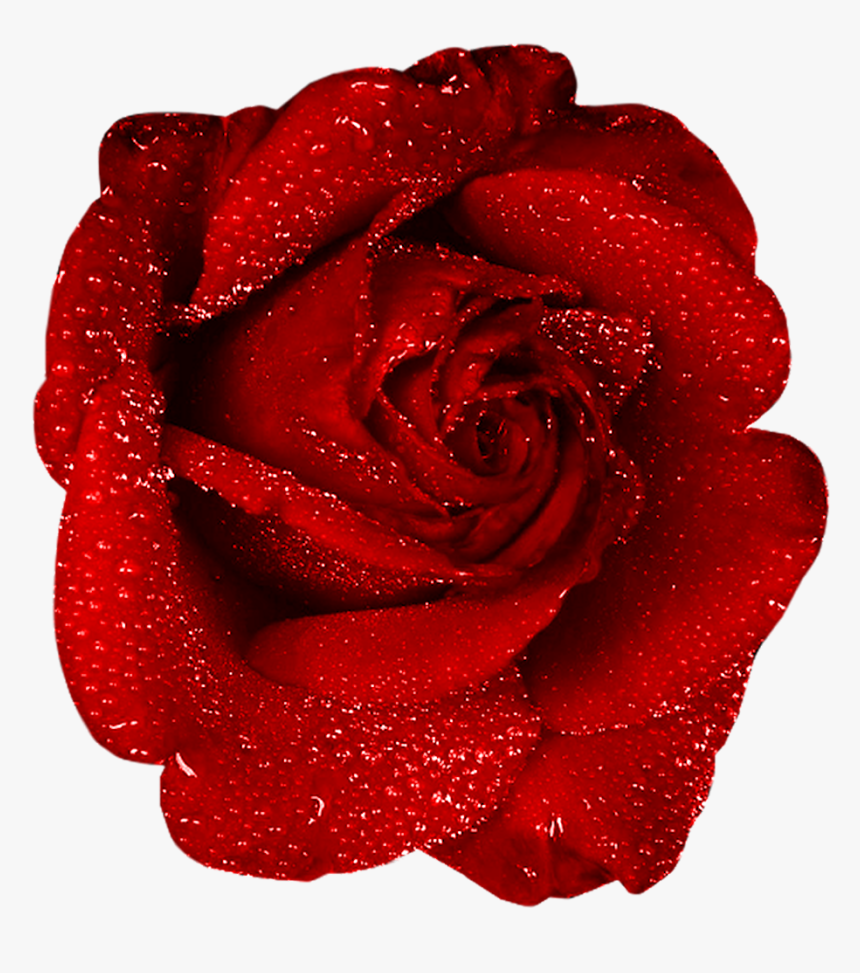 Red Rose With Dew Clipart - Red Rose Gif Png, Transparent Png, Free Download