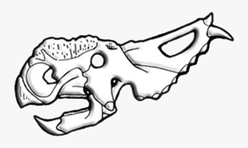 Pachyrhinosaurus Skull Diagram - Pachyrhinosaurus Canadensis Skull, HD Png Download, Free Download
