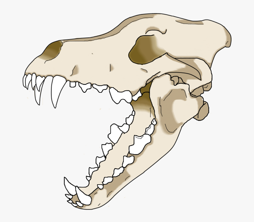Gray Wolf Skull Drawing - Wolf Skull Open Mouth, HD Png Download, Free Download