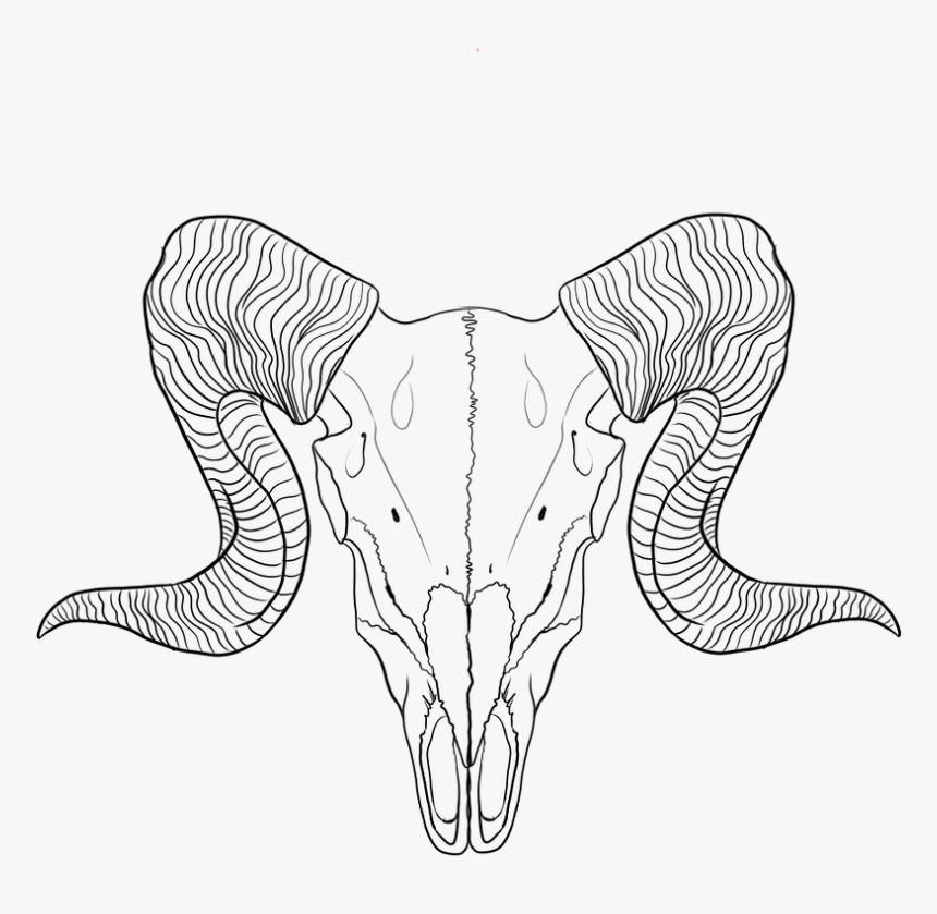 Lineart Ram Skull - Ram Skull Line Drawing, HD Png Download, Free Download