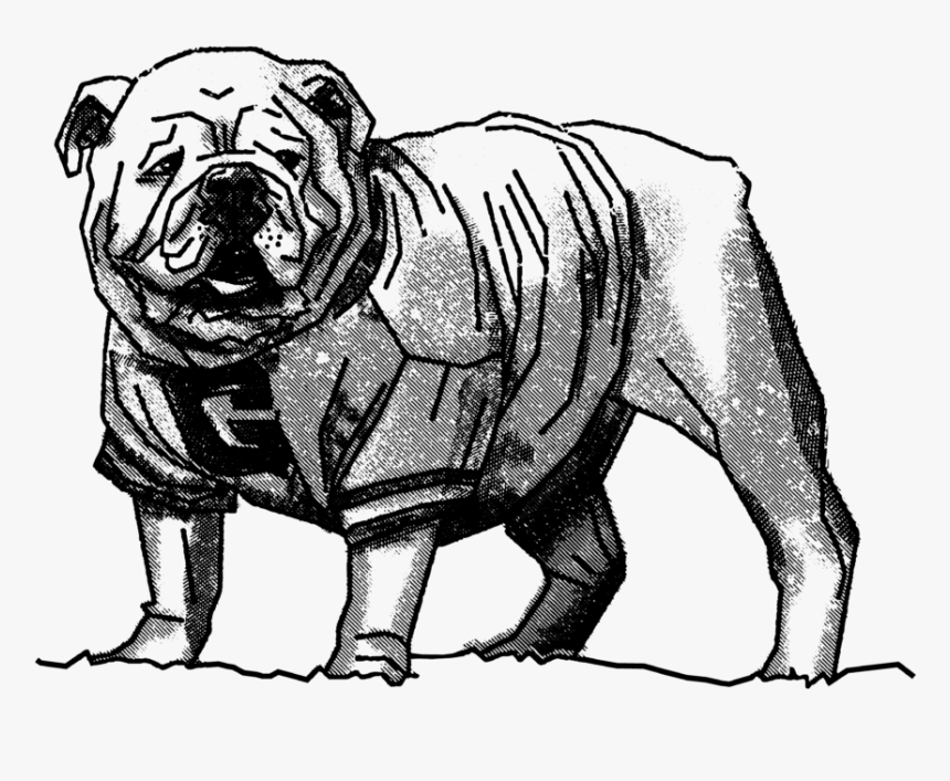 Drawn Bulldog Uga - Sketch Drawing Of Georgia Bulldog, HD Png Download, Free Download