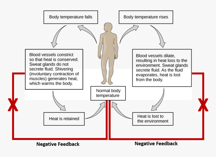 Diagram Of Body Temperature Regulation, HD Png Download, Free Download