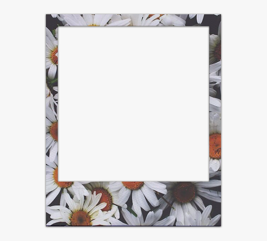 Polaroid Frame Daisy Png, Transparent Png, Free Download