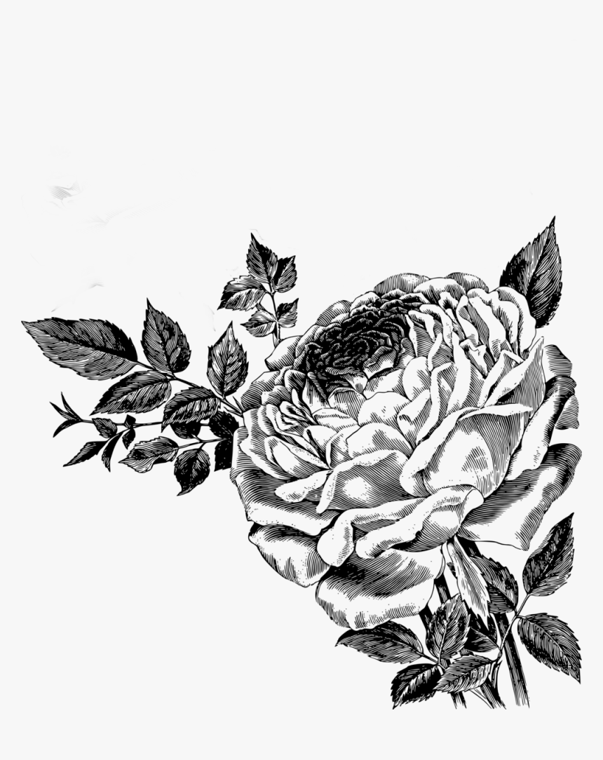 Drawing Of Roses Vector Clipart - Rose Vector Png Free Download, Transparent Png, Free Download